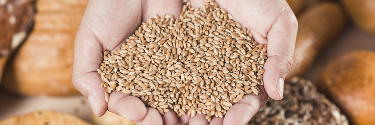 ТР ТС 015/2011 «О безопасности зерна»